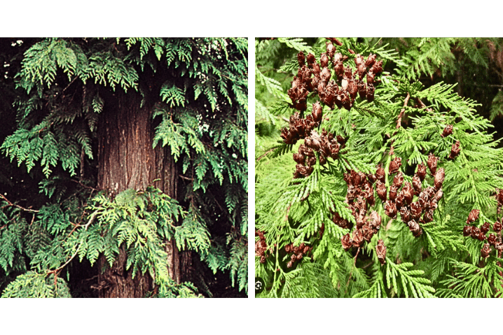 Western Red Cedar Tree & Western Red Cedar Leaves and Seed Cones